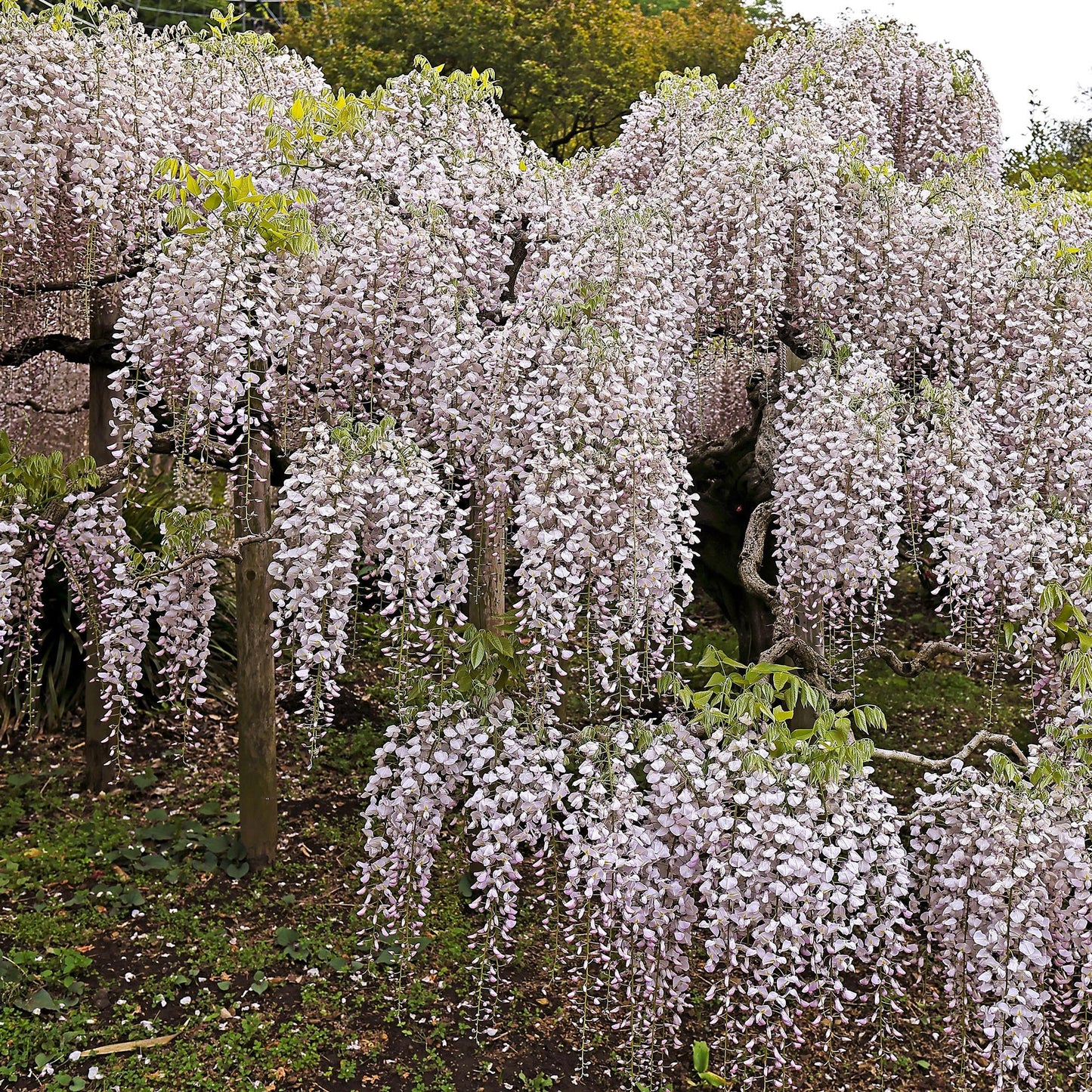 Wisteria floribunda 'Rosea' - Blauwe Regen