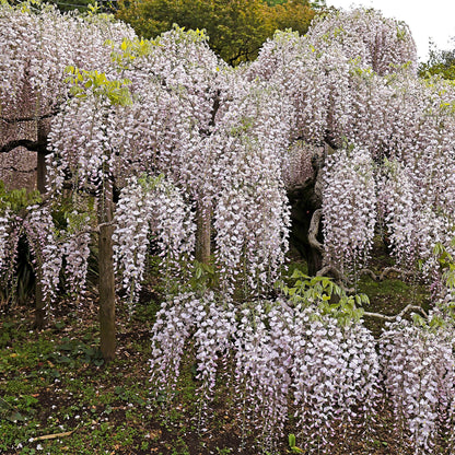 Wisteria floribunda 'Rosea' - Blauwe Regen