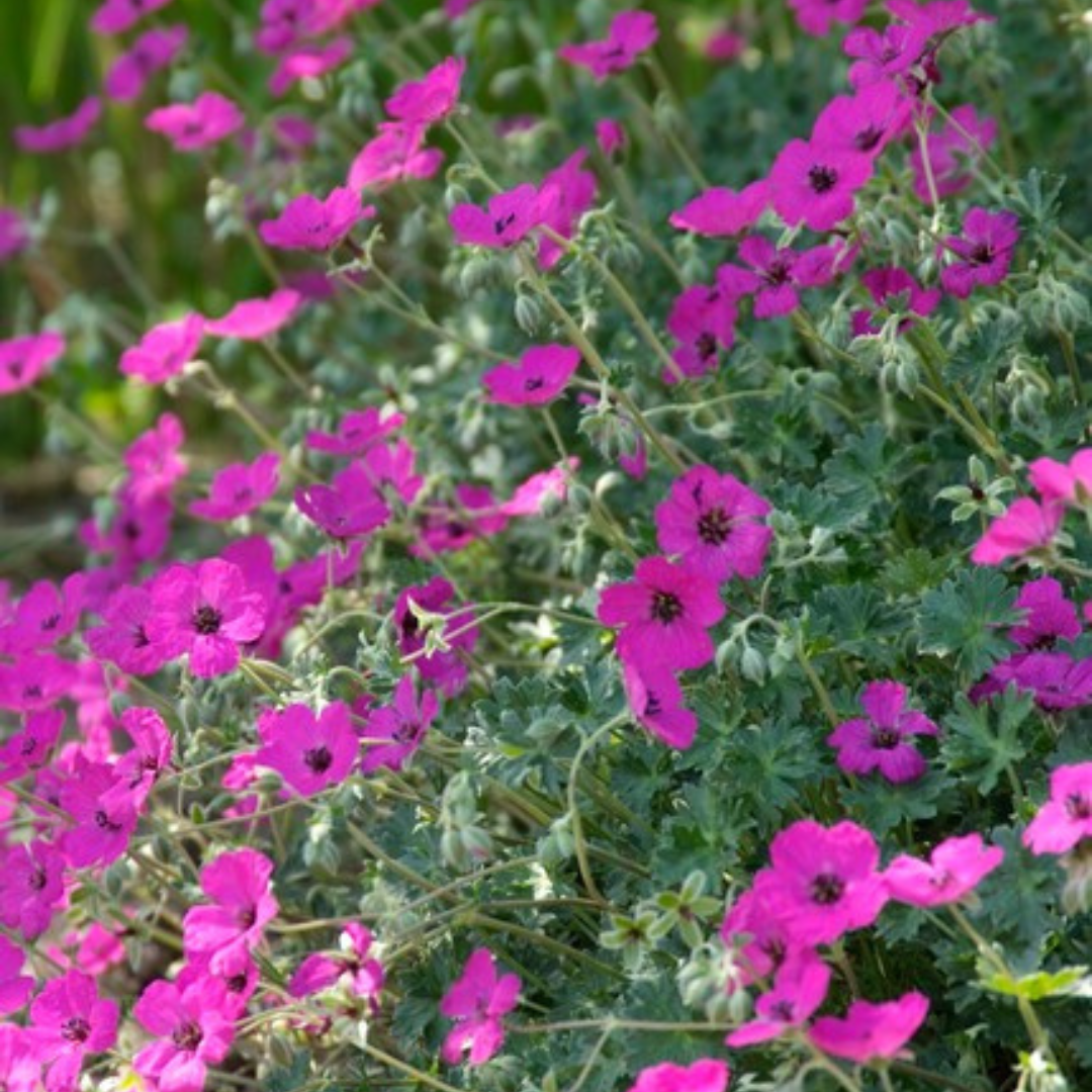 Geranium sanguineum 'Max Frei' - Bloedooievaarsbek