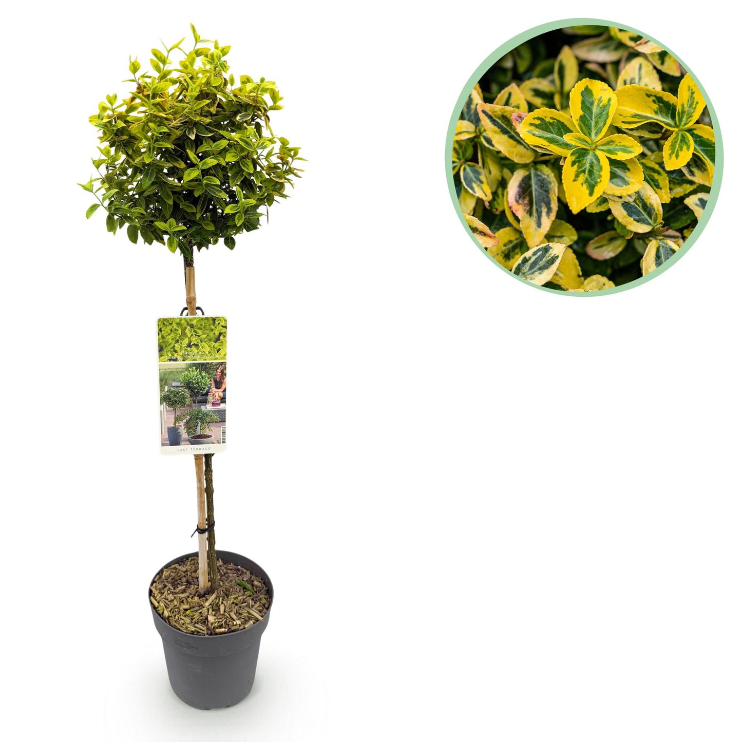 Euonymus fortunei 'Emerald 'n Gold' op stam - Kardinaalshoed - hoogte 90cm