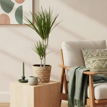 Green BoutiQ - Green is... Kamerplanten - Dracaena Marginata - Drakenbloedboom - Weinig onderhoud - met mand - Groen - 2 Planten - Pot 17cm - Hoogte 70-80cm