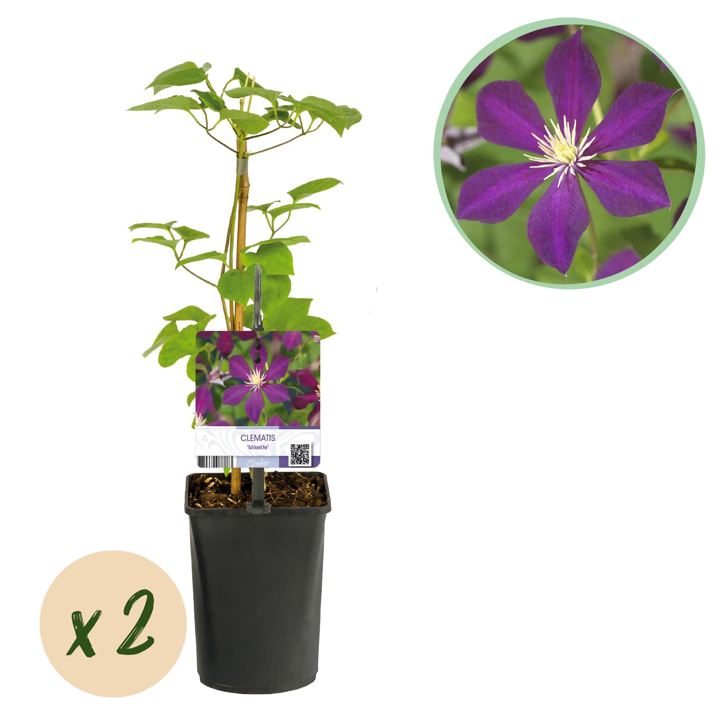 Clematis 'Mikelite' - Clematis - 2 planten - Pot 11cm - Hoogte 40cm