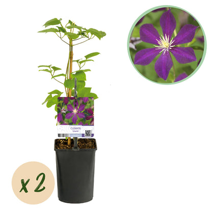 Clematis 'Mikelite' - Clematis - 2 planten - Pot 11cm - Hoogte 40cm