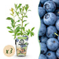Vaccinium corymbossum 'Bluegold' - Blauwe bes - 3 planten - Pot 9cm