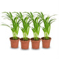 4x Areca Dypsis Lutescens Goudpalm - Ø 12 cm - Hoogte: 40 cm