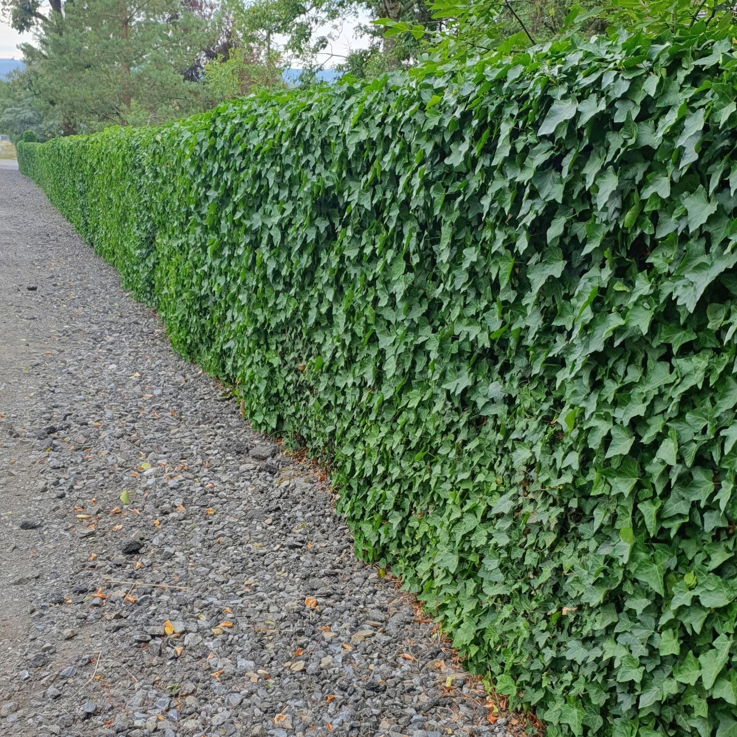 Hedera helix 'Hibernica' - Klimop