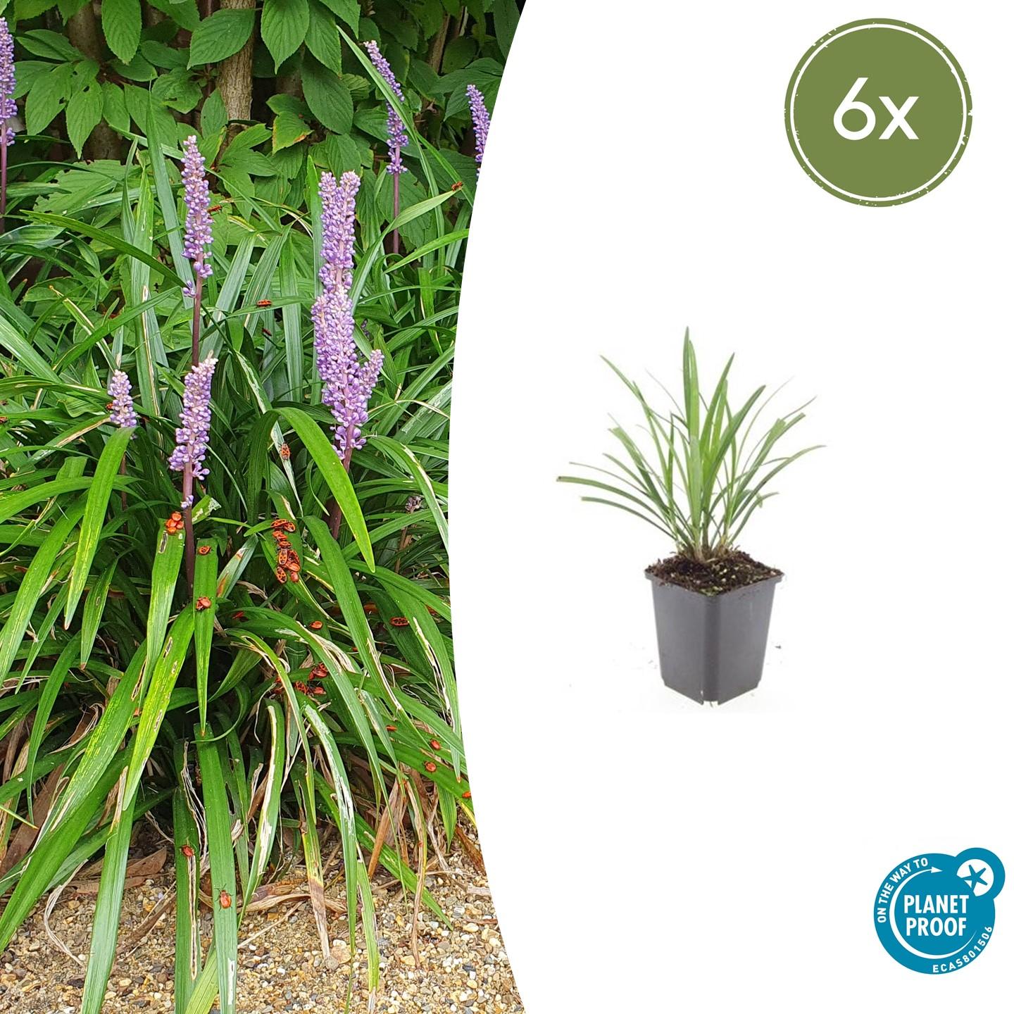 Liriope muscari 'Ingwersen' - Leliegras