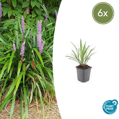 Liriope muscari 'Ingwersen' - Leliegras