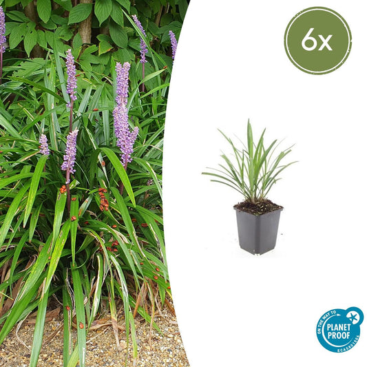 Liriope muscari 'Ingwersen' - Leliegras