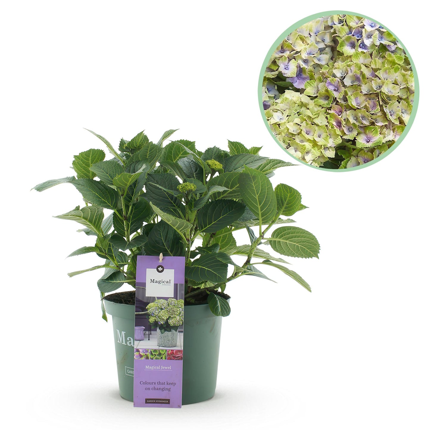 Hydrangea 'Magical Jewel Blue' - Blauwe Hortensia - 6-10 Bloemen - hoogte 55cm