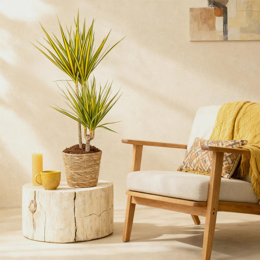 Dracaena Sunray - Drakenbloedboom - incl. mand - 1 plant - pot 21cm - hoogte 90-100cm