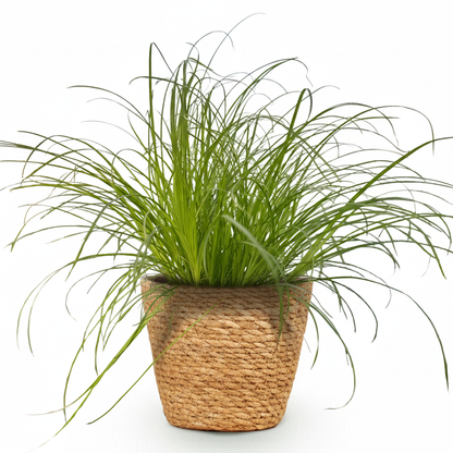 Green boutiQ - Kamerplant - Cyperus alternifolius Zumula - Kattengras - Huisdiervriendelijke Plant - Groen - 1 Plant - met Mand - Pot 12cm - Hoogte 20cm