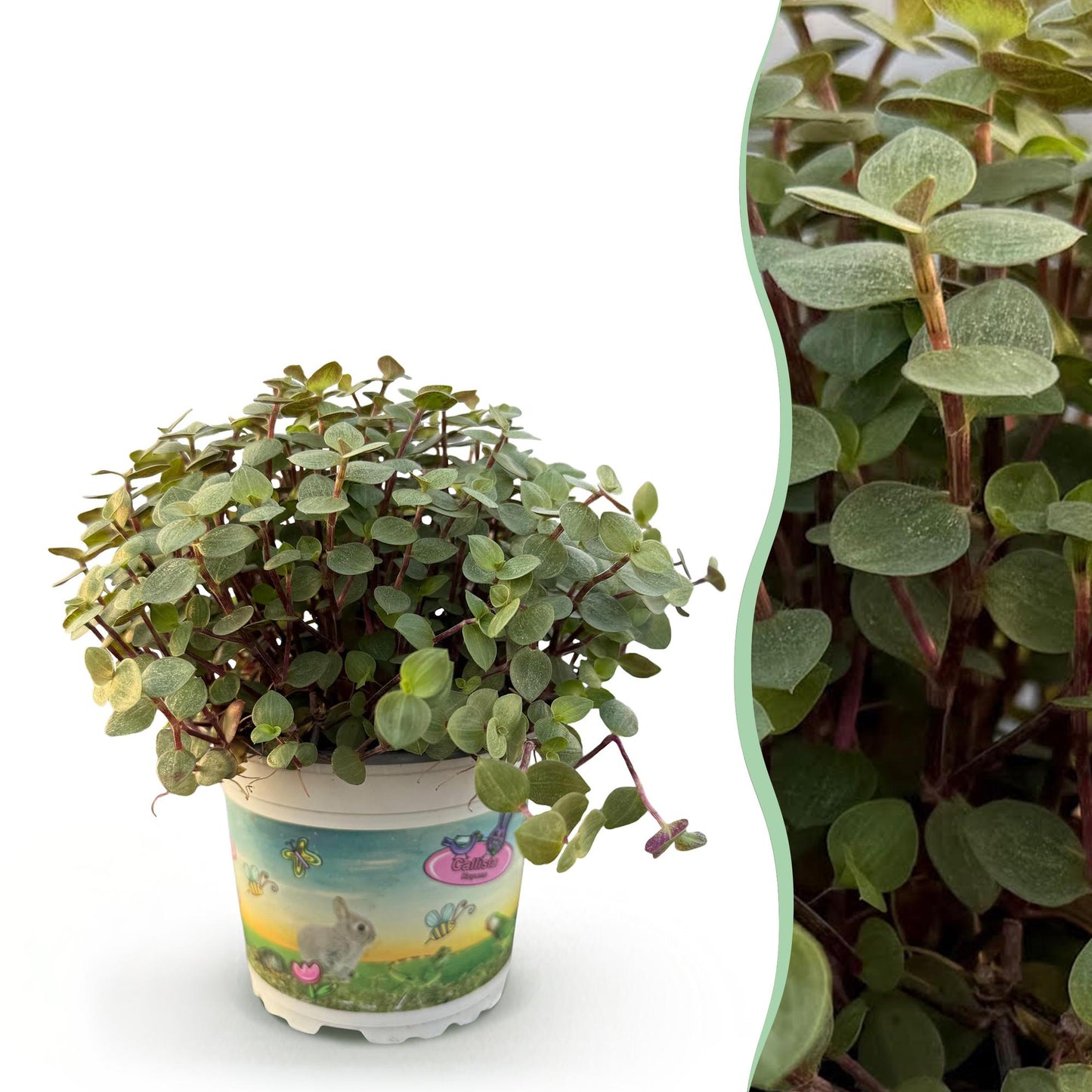 Calissia repens - Schildpad plant - pot 12cm - hoogte 14cm