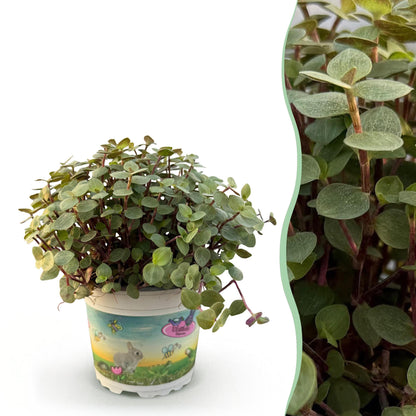 Calissia repens - Schildpad plant - pot 12cm - hoogte 14cm