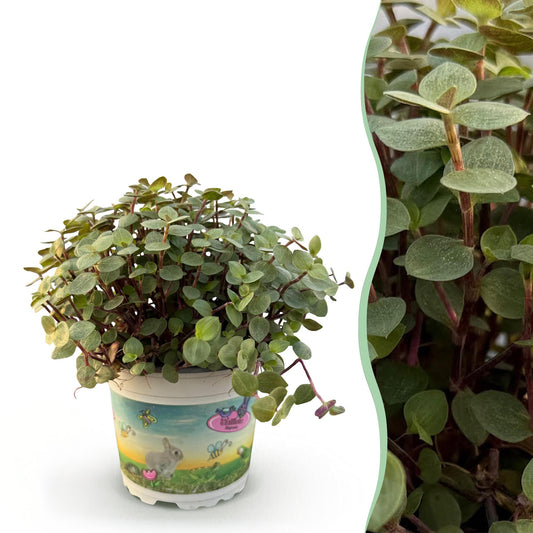 Calissia repens - Schildpad plant - pot 12cm - hoogte 14cm