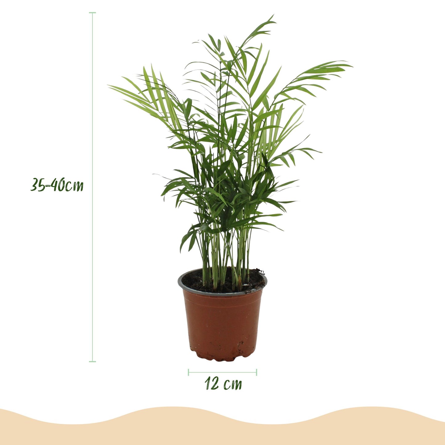 Green boutiQ - Kamerplant - Chamaedorea elegans - Goudpalm - Huisdiervriendelijke Plant - Groen - 1 Plant - met Potter Wit - Pot 12cm - Hoogte 15cm