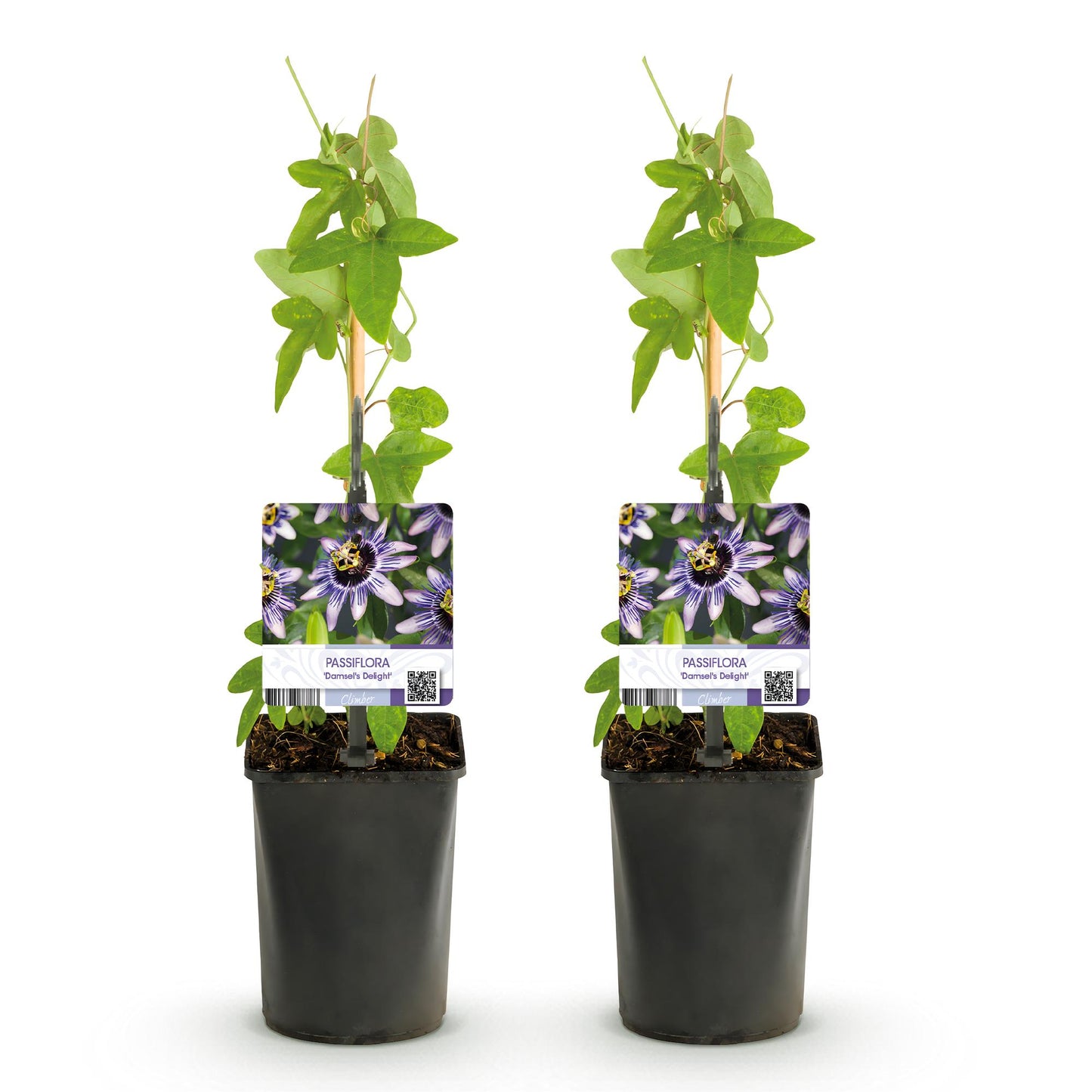 Passiflora 'Damsels Delight' - Passiebloem