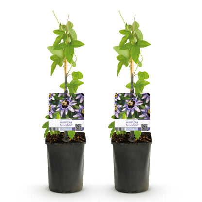 Passiflora 'Damsels Delight' - Passiebloem