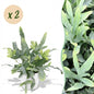 Green boutiQ - Kamerplant - Phlebodium aureum Blue Star - Blauwe Varen - Huisdiervriendelijke Plant - Blauw - 2 Planten - met Potter Wit - Pot 12cm - Hoogte 25cm