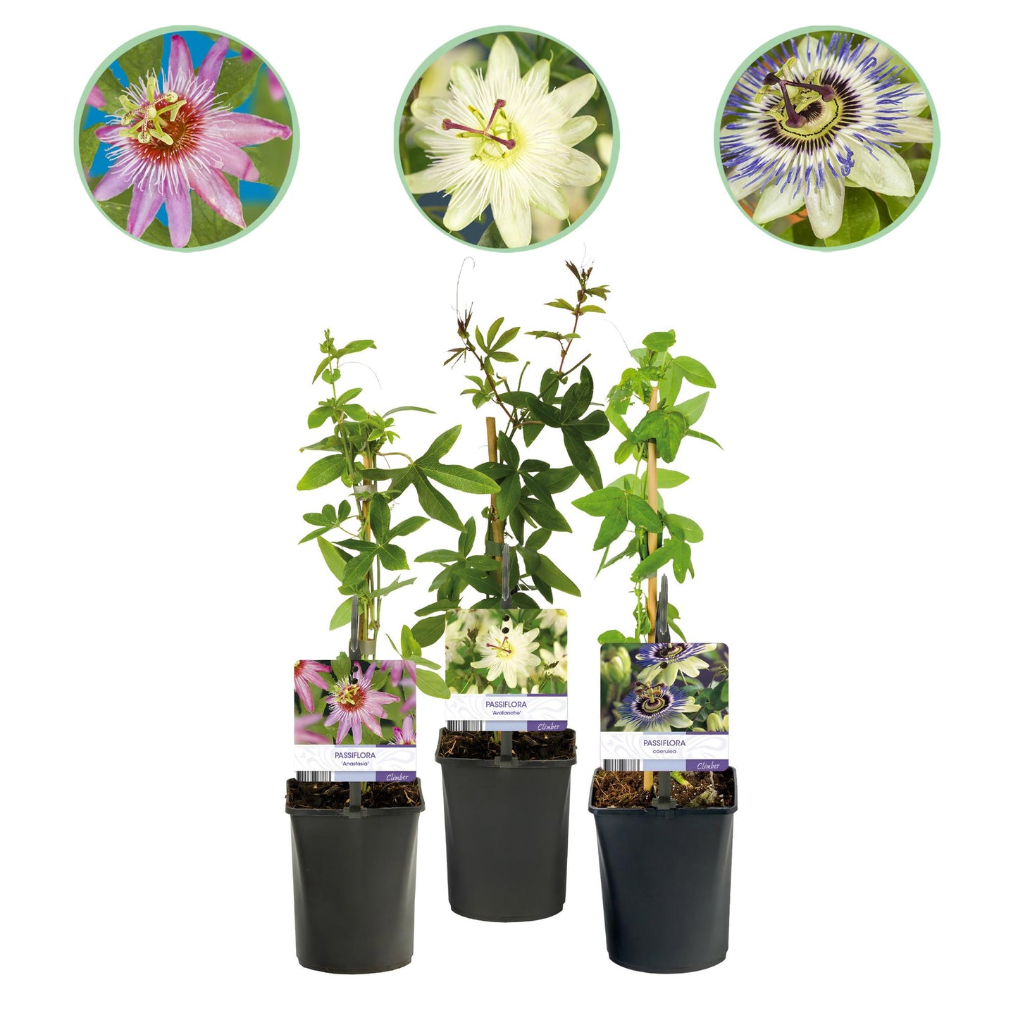 Passifloramix 'Tricolour' - Passiebloem - Bloemen; roze, wit & paars