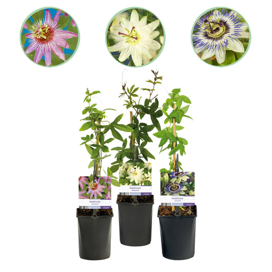 Passifloramix 'Tricolour' - Passiebloem - Bloemen; roze, wit & paars