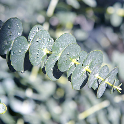 Green boutiQ - Terrasplant - Eucalyptus boom - Eucalyptus gunni  - Grijs - 6 Planten - Winterhard - Pot 14cm Hoogte 30cm