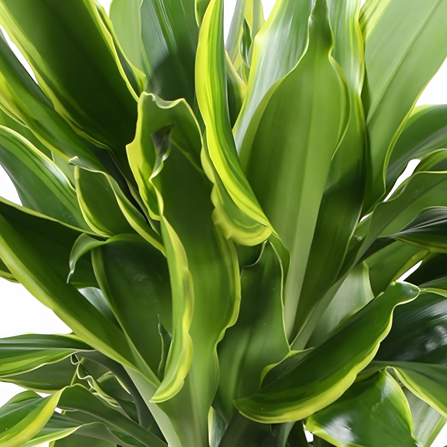 Green BoutiQ - Green is... Kamerplanten - Dracaena fragrans Golden Coast - Drakenbloedboom - Weinig onderhoud - met mand - Groen - 2 Planten - Pot 17cm - Hoogte 50-55cm