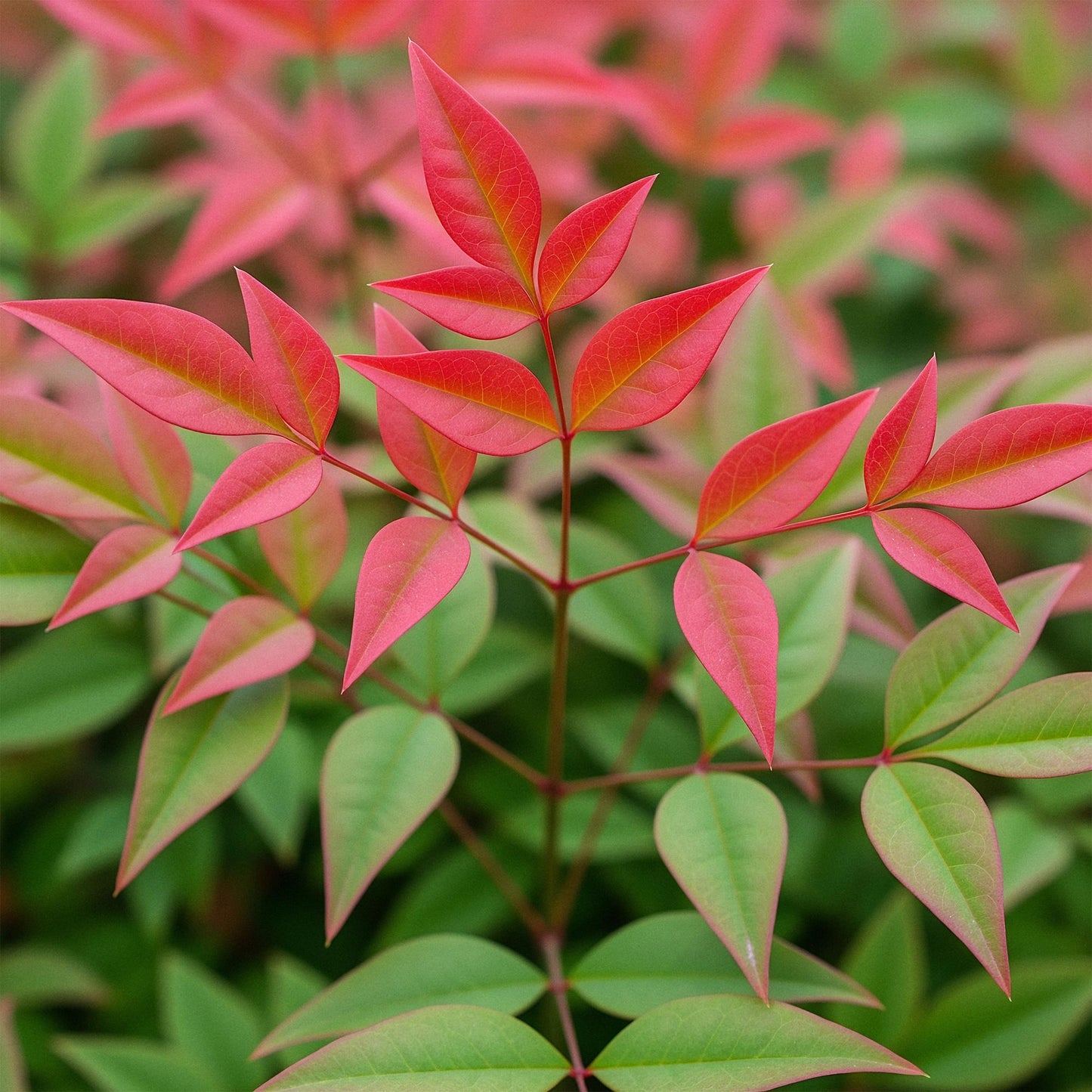 Nandina 'Obsessed' - Schijnbamboe - hoogte 45cm