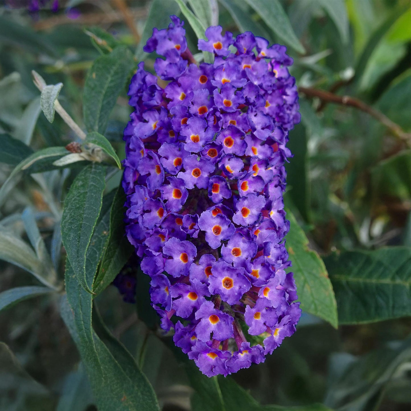 Buddleja davidii 'Empire Blue' - Vlinderstruik - hoogte 45cm