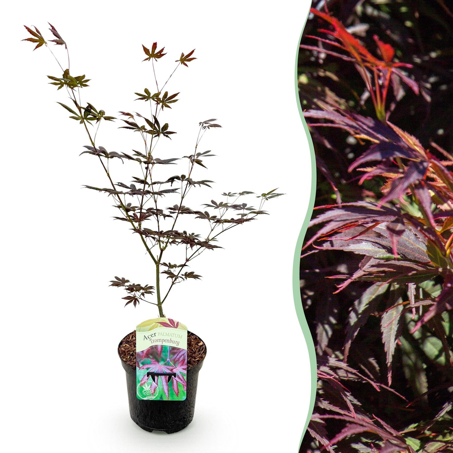 Acer palmatum 'Trompenburg' - Japanse Esdoorn - hoogte 70cm