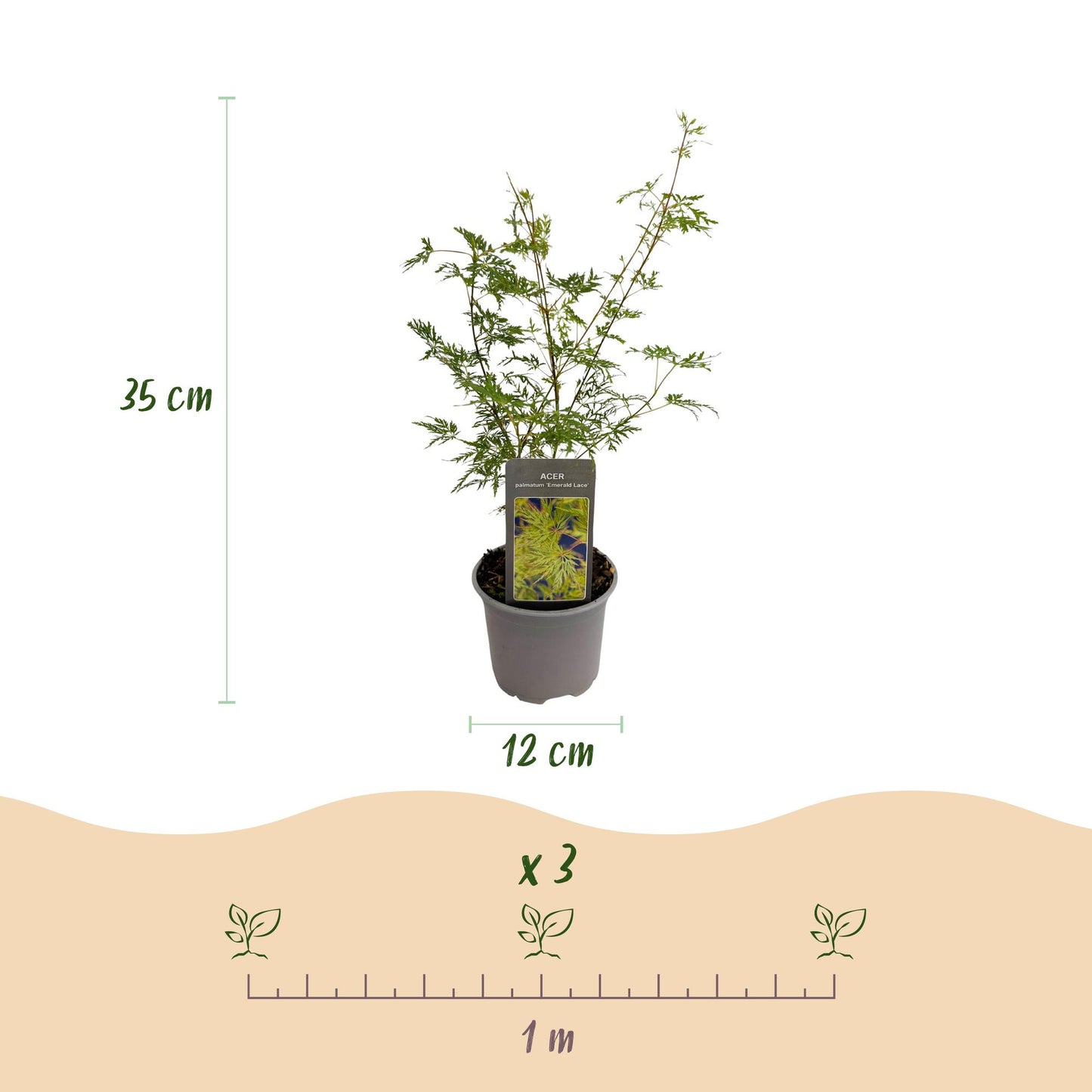 Green boutiQ - Tuinplant - Acer palmatum Emerald Lace - Groen - 3 Planten - Bladverliezend - Weinig Onderhoud - Pot 12cm Hoogte 35cm