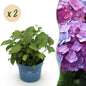 Green boutiQ - Tuinplant - Hydrangea Endles Summer Summer Love Purple - Hortensia - Winterhard - Paars - 2 Planten - Pot 14cm - Hoogte 20-25cm