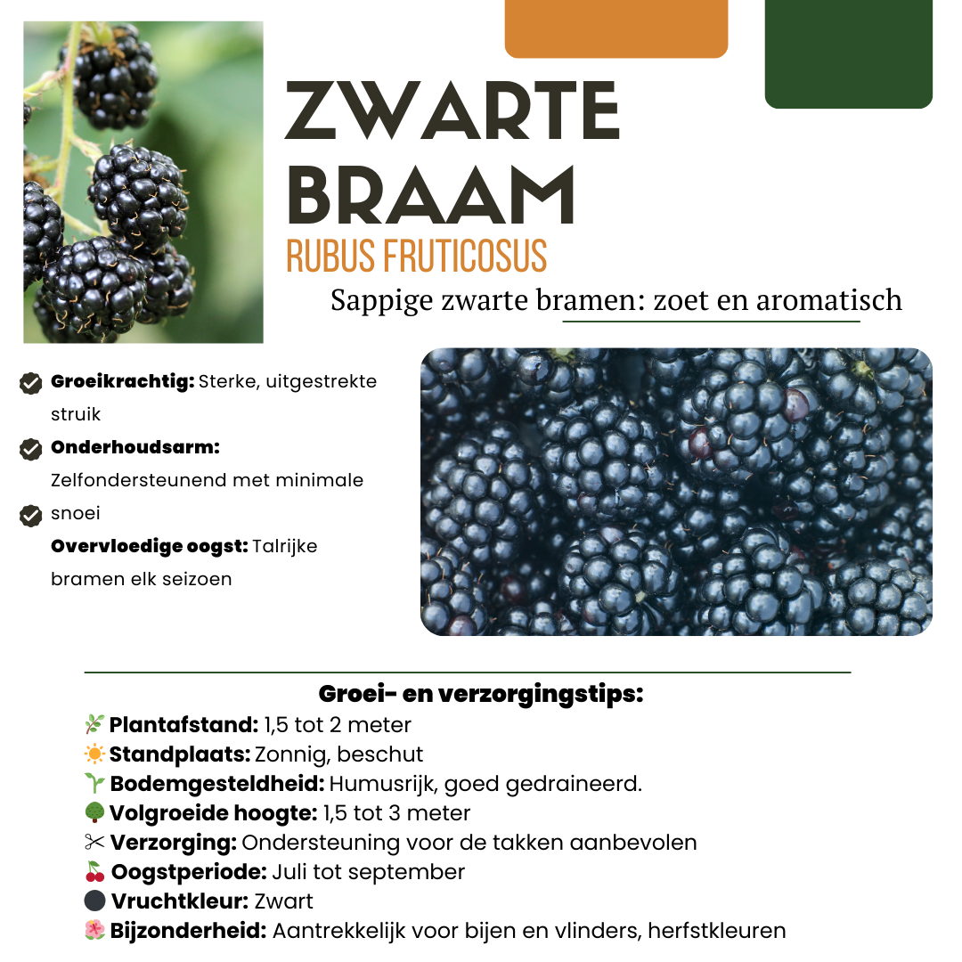 Biologische bramenplanten - 6 planten - Ø 13 cm - ↨ 20 cm