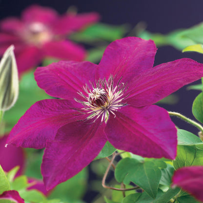 Clematis 'Westerplatte' - Clematis - 2 planten - Pot 11cm - Hoogte 40cm