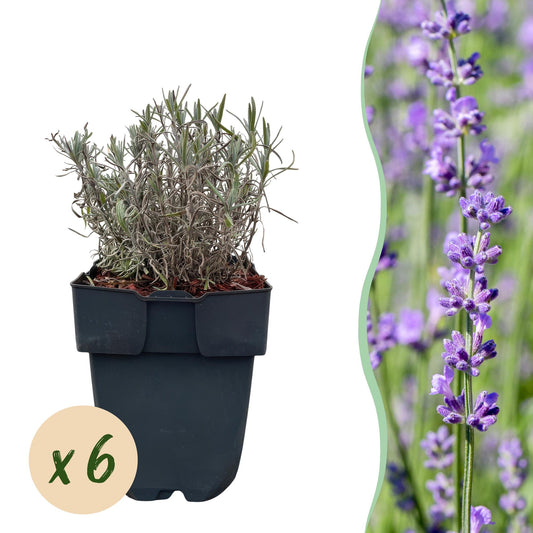 Lavandula angustifolia 'Hidcote' - Lavendel