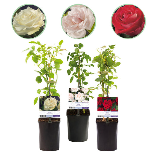 Klimrozenmix 'Tricolour' - Bloemen;  roze, wit & rood