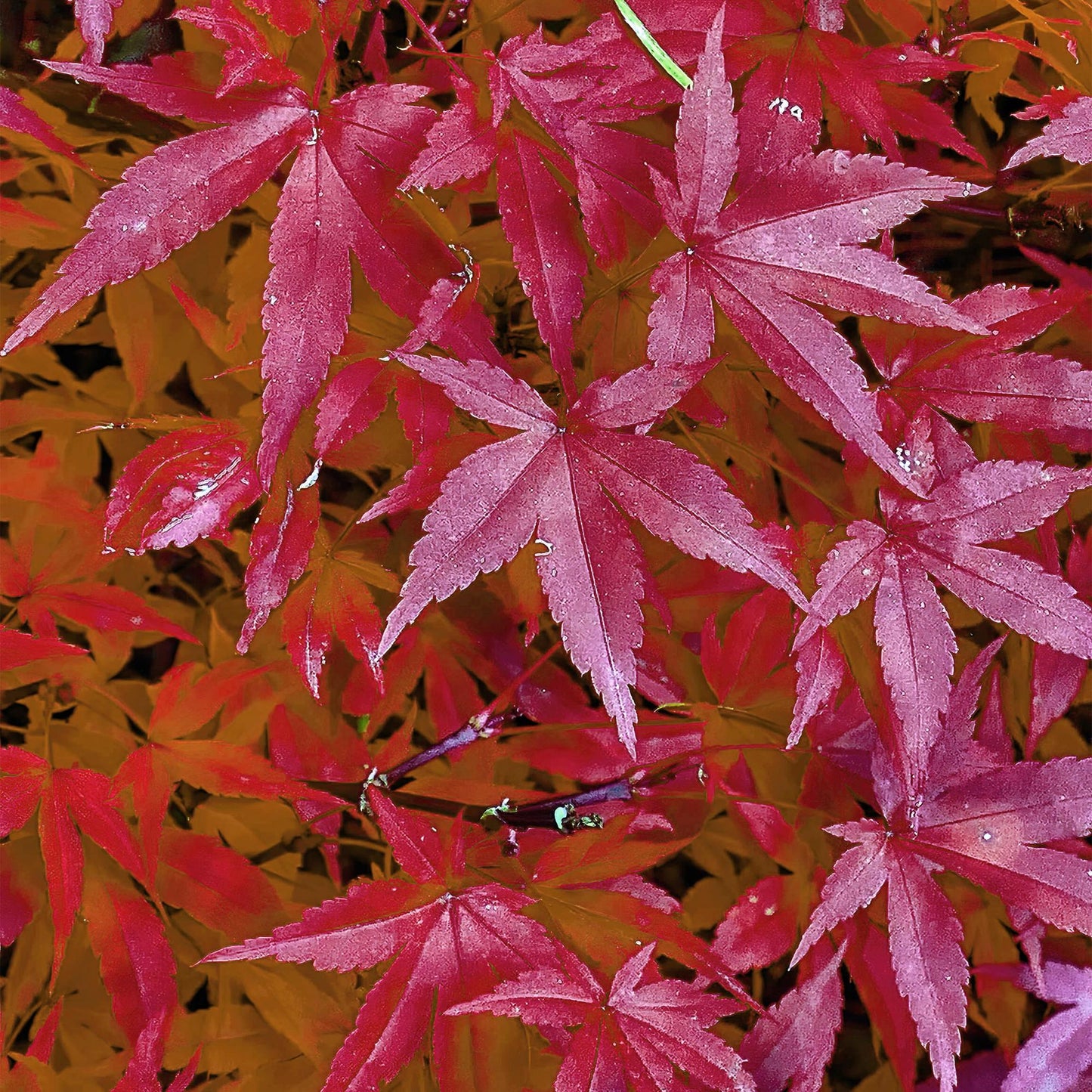 Acer palmatum 'Pink Dwarf' - Japanse Esdoorn - hoogte 70cm