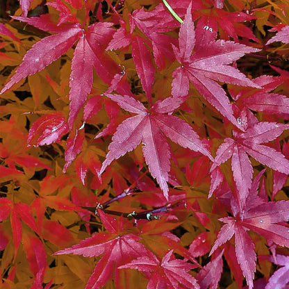 Acer palmatum 'Pink Dwarf' - Japanse Esdoorn - hoogte 70cm