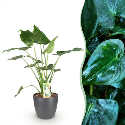Alocasia Cucullata - Boeddha,s hand - incl. pot grijs - pot 21cm - hoogte 65-70cm