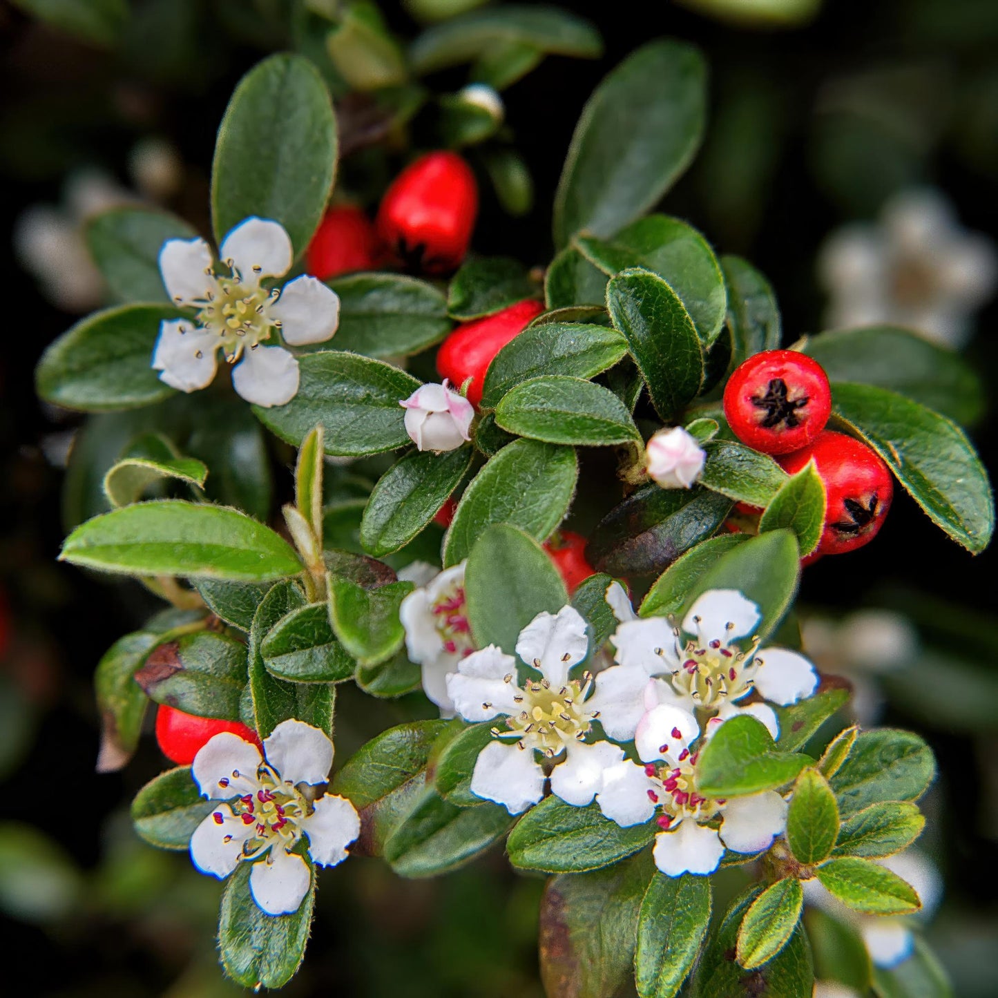 Cotoneaster dammeri - Dwergmispel