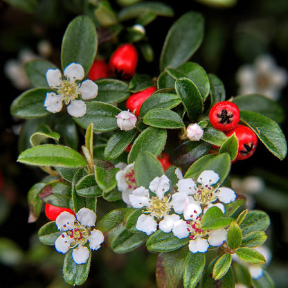 Cotoneaster dammeri - Dwergmispel