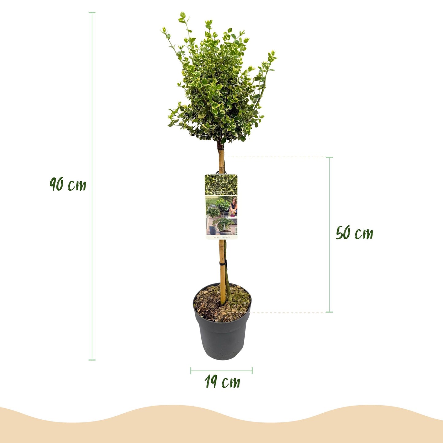 Euonymus fortunei 'Emerald Gaiety' op stam - Kardinaalshoed - hoogte 90cm