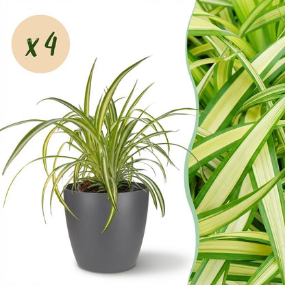 Green boutiQ - Kamerplant - Chlorophytum comosum Variegatum - Bonte Graslelie - Huisdiervriendelijke Plant - Groen - 4 Planten - met Potter Grijs - Pot 12cm - Hoogte 20cm