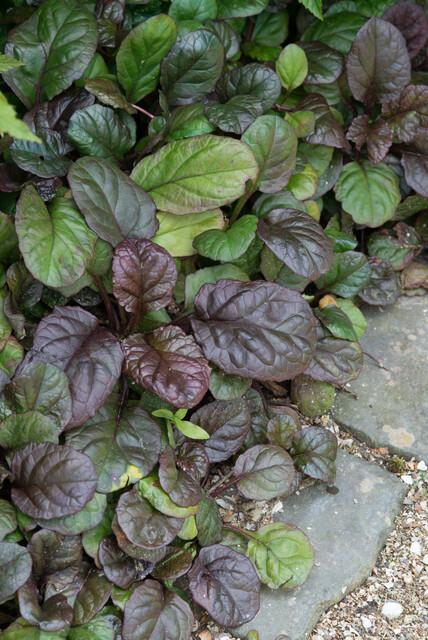 Ajuga reptans 'Catlin's Giant' - Kruipend Zenegroen