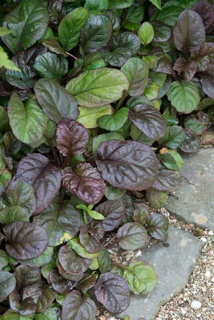 Ajuga reptans 'Catlin's Giant' - Kruipend Zenegroen