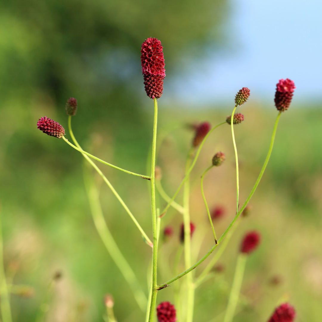 Sanguisorba officinalis 'Tanna' - Pimpernel