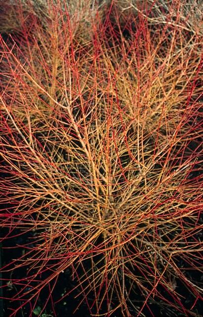 Cornus sang. 'Anny's Winter Orange' - Rode Kornoelje
