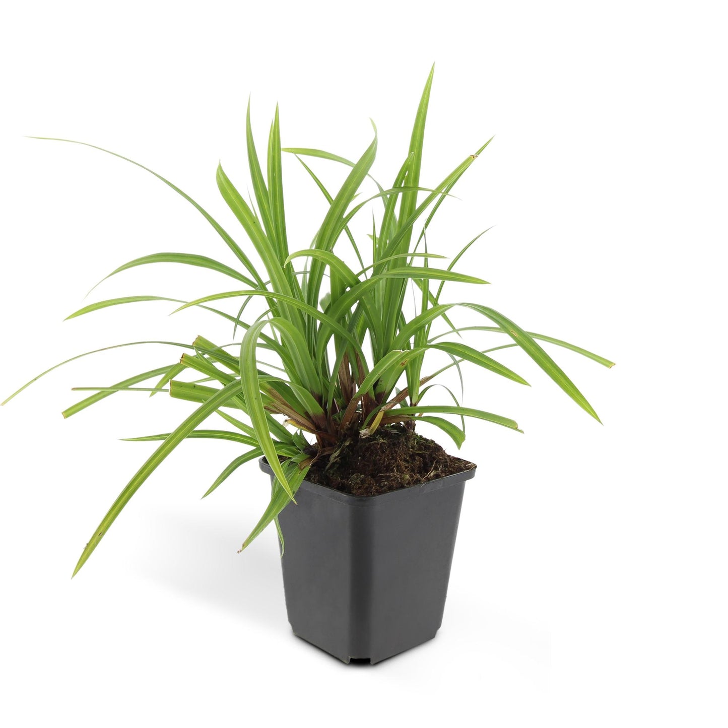 Carex morrowi 'Irish Green' - Japanse Zegge