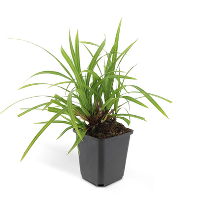 Carex morrowi 'Irish Green' - Japanse Zegge