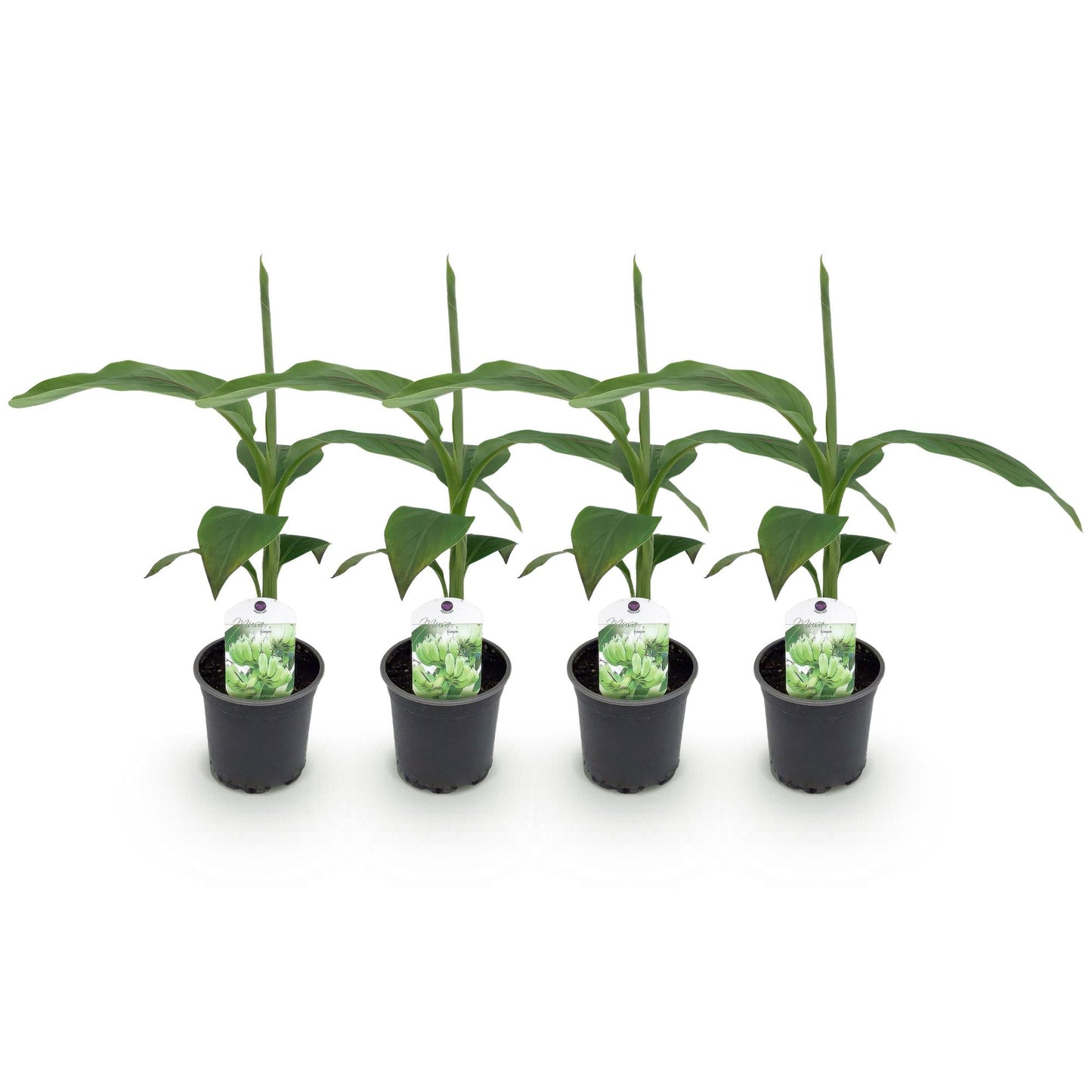 Musa 'Basjoo' - winterharde Bananenboom - 4 planten - Pot 12cm - Hoogte 30cm